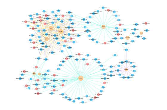 ceRNA调控分析网络图